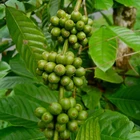 Green Coffee Extract Green Coffee Extract Manufacturer Hydrochloric Acid Bulk Powder Green Coffee Bean Extract