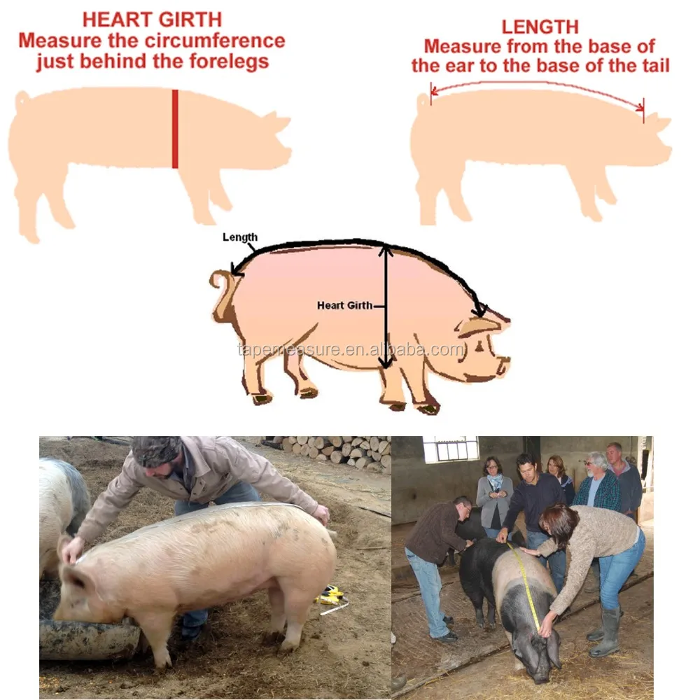 * 26毫米 强度 监督猪的交配 设计 自定义卷尺 特征 测量动物体重和