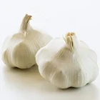 Good Quality New Crop Pure White Garlic for Sale