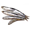 perfect fresh frozen anchovy seafood for sale