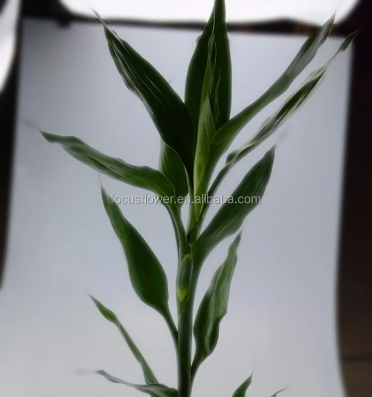 most popular lucky bamboo fresh leaves for home decoration