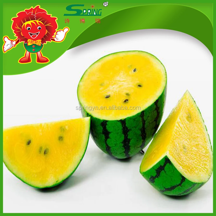 china melon fruit