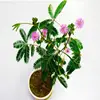 /product-detail/potted-plant-wholesale-sensitive-plant-shy-grass-seeds-for-planting-60842246590.html
