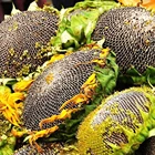 inner mongolia striped sunflower seeds big size