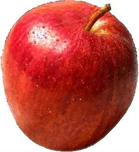 royal gala apple