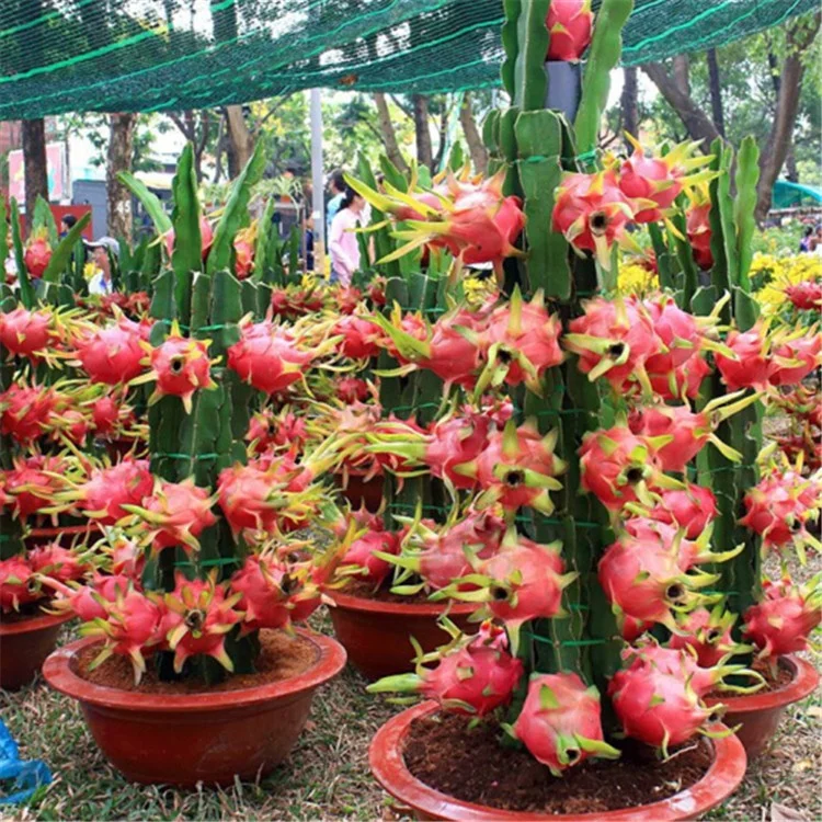 高品质盆栽种植 pitaya 种子/龙果实种子/hylocereus polyanhus 种子