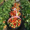 The best varieties high quality Strawberry seedling