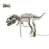 Life Size Realistic Dinosaur Skeleton For sale