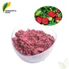 100% natural organic Juice Powder Fruit flavor Freeze Dried Strawberry Extract