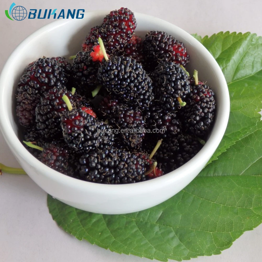 black mulberries, black mulberries suppliers and manufacturers