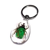 Good Quality Green Rose Chafer Real Insects Bugs Specimen Custom Make Resin Keychain Various Choice