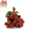 Fresh Chinese Lychee with fresh taste and competitive market price