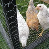 chicken coop iron wire fence/pvc iron wire mesh roll/Iron Wire Netting Hexagonal Wire Mesh From Factory