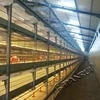 /product-detail/tianrui-high-quality-growing-battery-cage-for-broiler-chick-60644401263.html