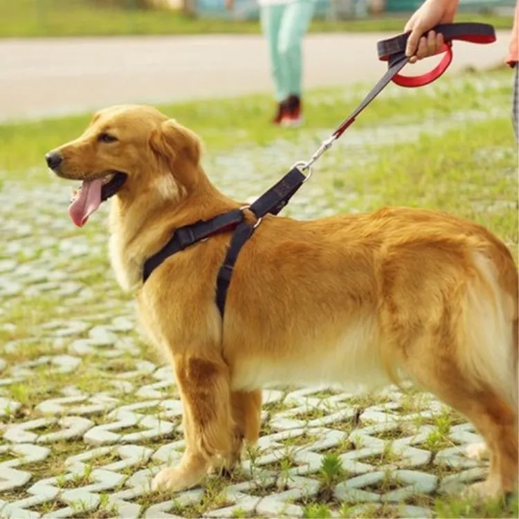 Soft Faux Leather Pet Dog Leash Rope Adjustable Training Dog Collar Dog Harness, Blue,red,black(accept customized)
Soft Faux Leather Pet Dog Leash Rope Adjustable Training Dog Collar Dog Harness, Blue,red,black(accept customized)