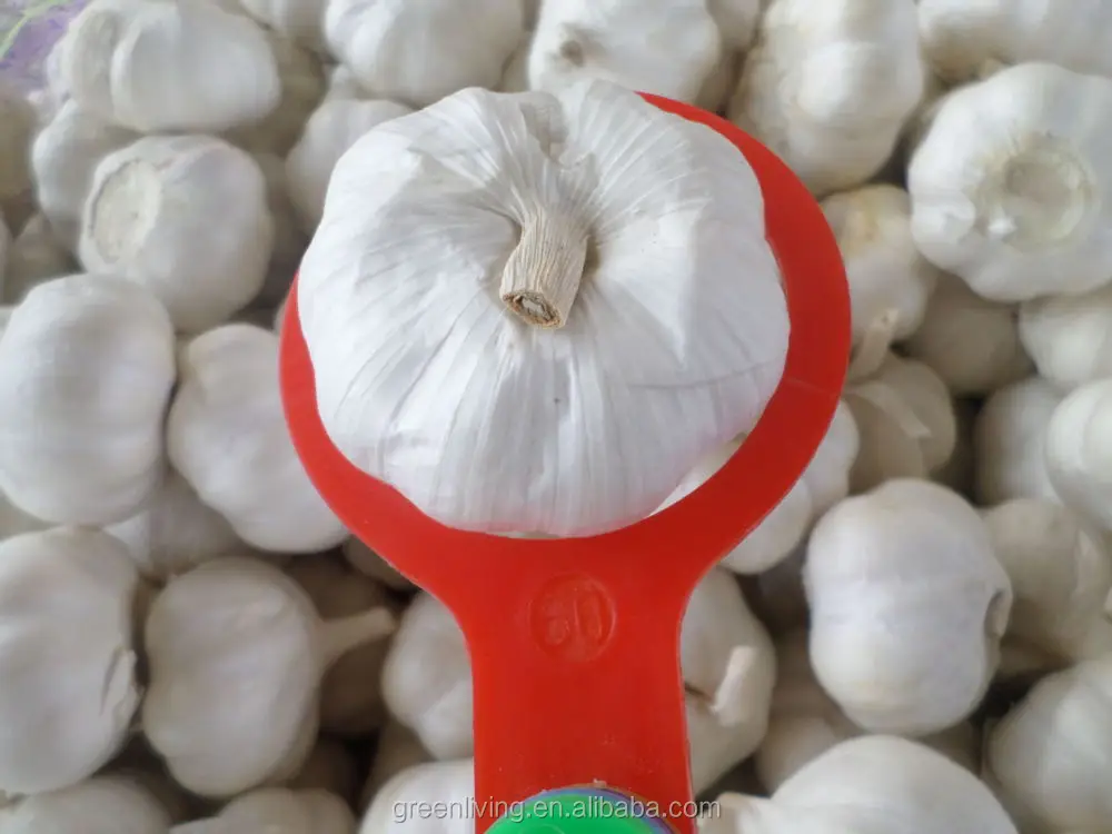 2016 garlic/normal white garlic/pure white garlic with cheap