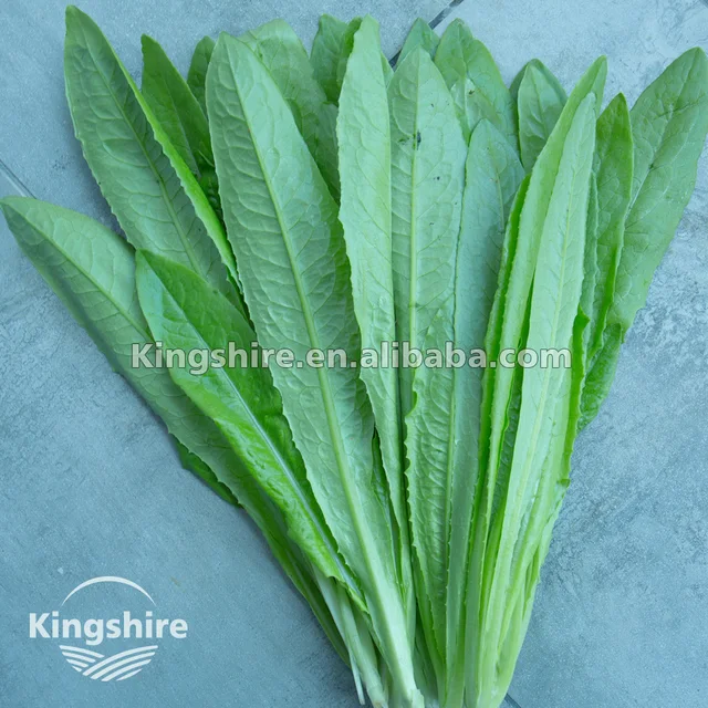 kingshire chinese leaf lettuce (sword lettuce, yu mai tsai) seed