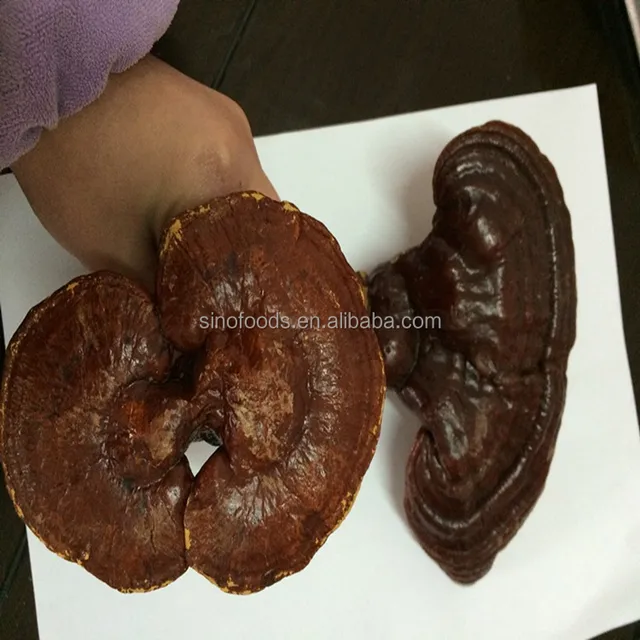 reishi mushroom ganoderma