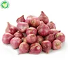 Wholesale bulk iqf spring onion frozen fresh shallot onion