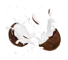 coconut processing machinery/coconut milk extractor
