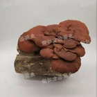 Orgnic ganoderma lucidum;reishi mushroom extract, ship from stock