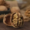 Taste great delicious thin shell chinese walnut