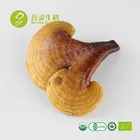 Dried whole Ganoderma Lucidum Sinense fruiting body Lingzhi Red Reishi Mushroom