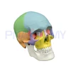 PNT-0153 3 parts colored skull model