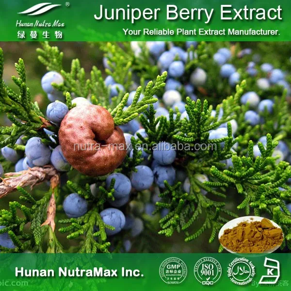 Juniperus formosana hayata ekstrak bubuk 4:1 5:1 10:1 20:1