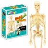 Human body model science kits toy for kids