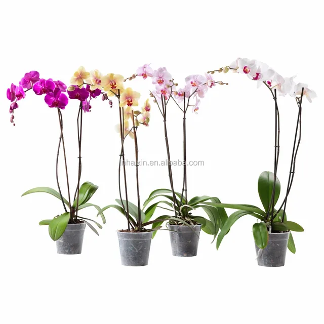 factory directly strong orchid bamboo plant stakes for garden