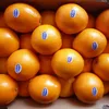 /product-detail/fresh-style-and-citrus-fruit-product-type-mandarin-orange-60813260950.html