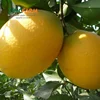 Yellow Orange Fruit Sweet Navel Oranges