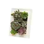 White photo frame ceramic flower pot creative ceramic pot office plant bonsai