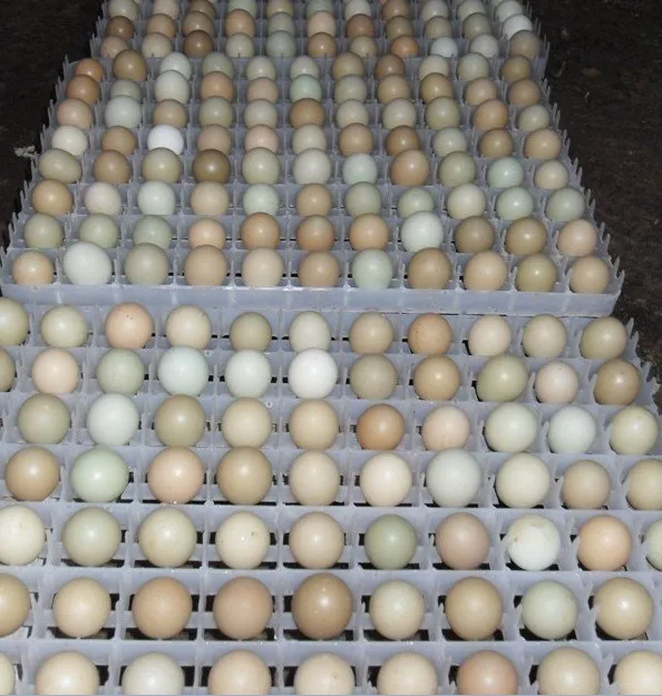 incubator egg trays philippines