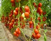 /product-detail/clear-plastic-and-poly-tunnel-greenhouse-for-tomato-planting-60573952956.html