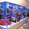 PG Hot Sale Clear Large Acrylic Fish Tank Planted Aquarium