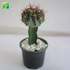 Hot sale grafted mini cactus plants Ferocactus peninsulae