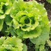 /product-detail/kingshire-hot-tolerant-four-seasons-lettuce-seed-60716508850.html