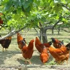 Top sale DCP Dicalcium Phosphate animal Feed Grade in china