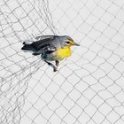 fruit tree cover diamond mesh anti UV anti bird net/plastic bird protection net