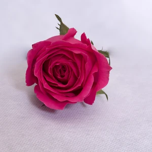 wholesale top quality fresh cut flower red rose flower