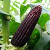 Non GMO fresh black waxy maize GAP ISO certified