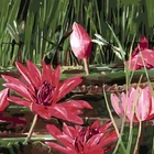 GX8280- 40*50 Famous abstract art flower painting,abstract oil painting large quantities of high-quality images