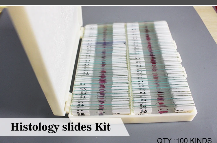 100 PCS Professional Medical Study Prepared HE Staining Histological Slice Microscope Slides.jpg