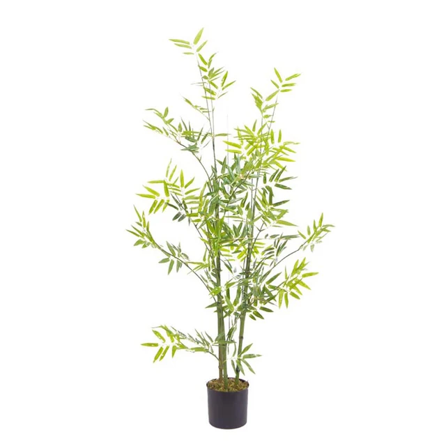 buy bamboo plant