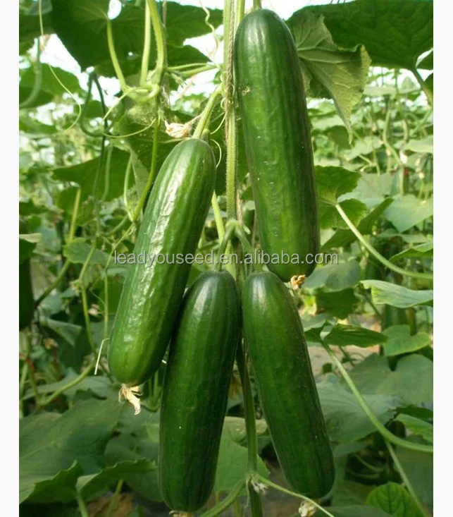 f1 cucumber seed greenhouse