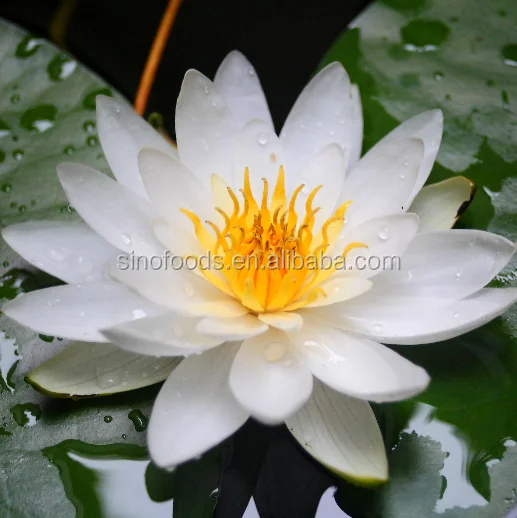Seed Water Lily (2).png