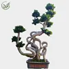/product-detail/outdoor-ficus-bonsai-tree-60313438128.html