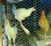 Galvanized Hexagonal chicken wire mesh, 1/2" hex mesh chicken wire netting